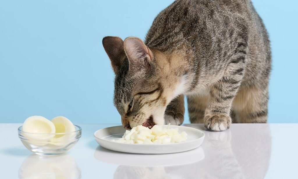 How To Make A Weak Cat Eat Again