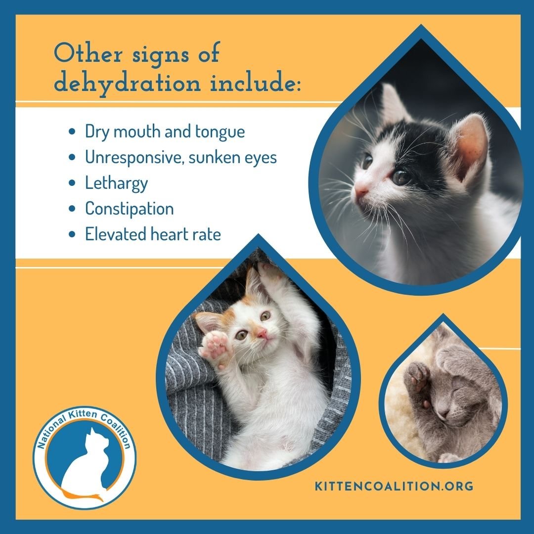 How To Check A Kitten For Dehydration