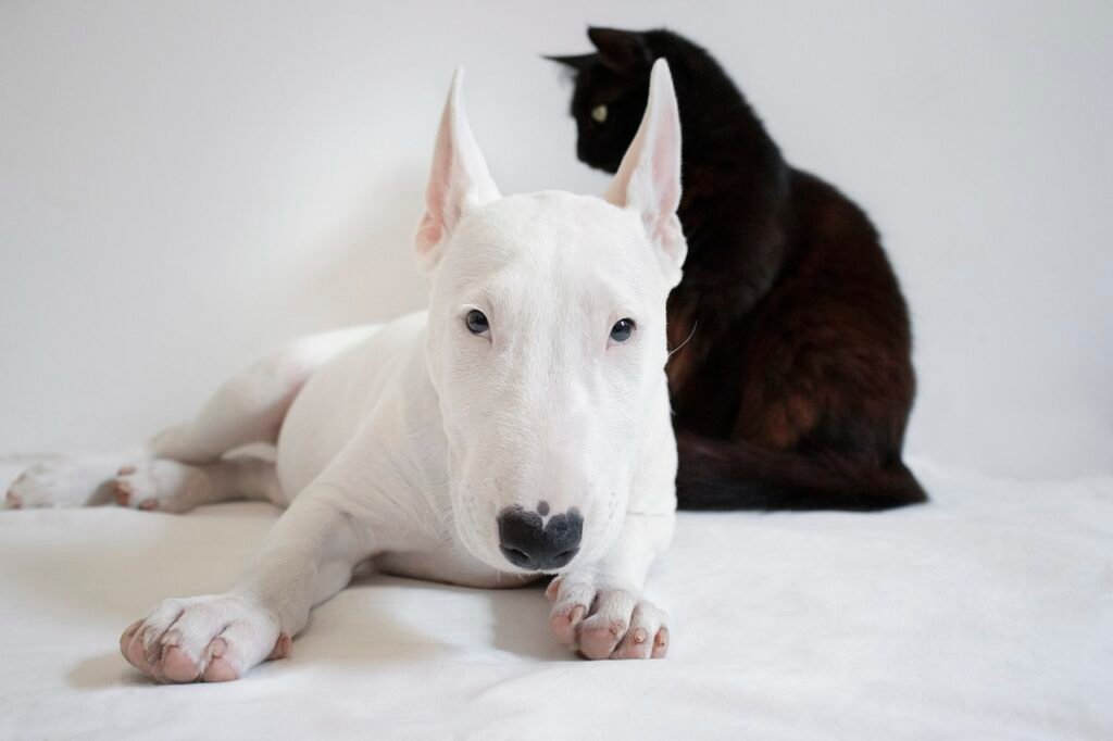 How To Spot Early Signs Of Illness In Cats