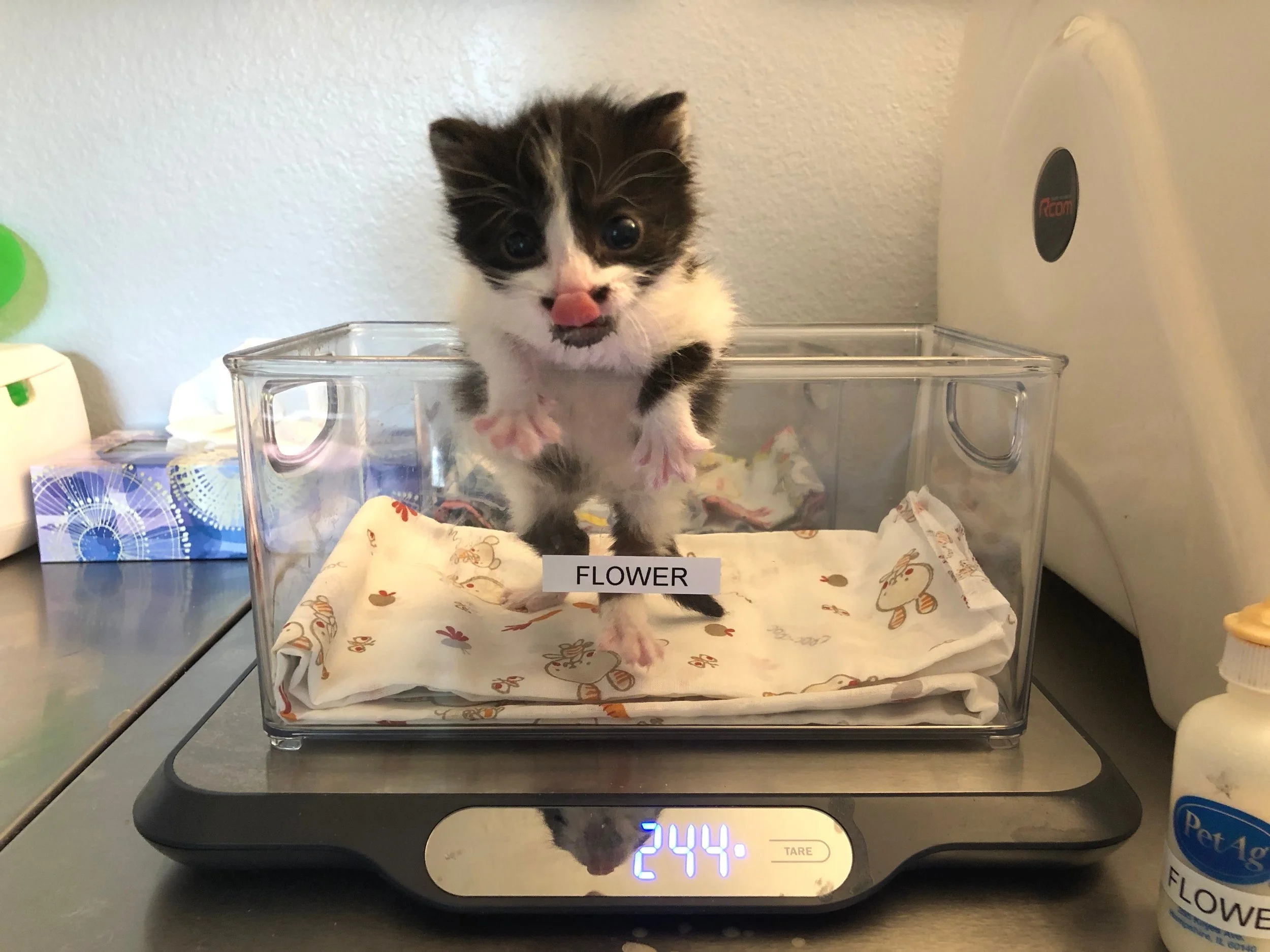 How To Make A Kitten Gain Weight Safely