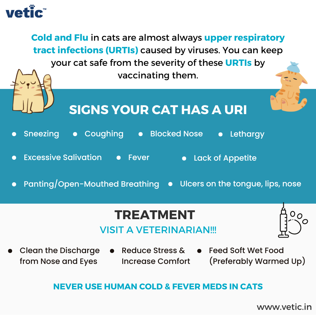 How To Know If A Kitten Has A Fever