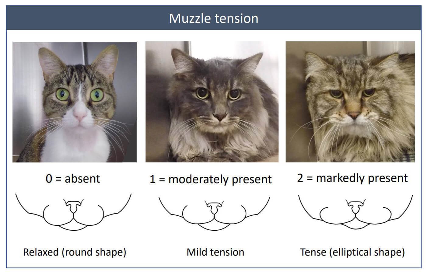 How To Tell If Your Cat Is In Pain