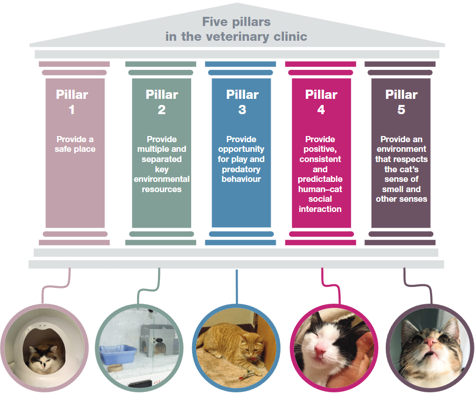 How To Know When Your Cat Needs A Vet