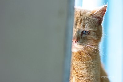 How To Help A Stressed Cat At Home