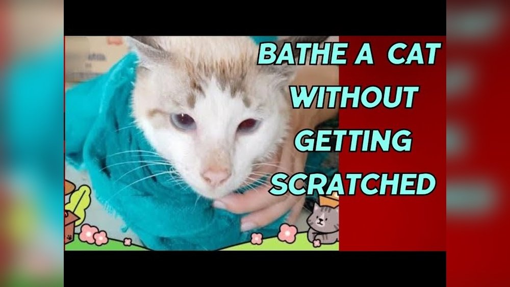 How to Bathe a Cat Without Getting Scratched