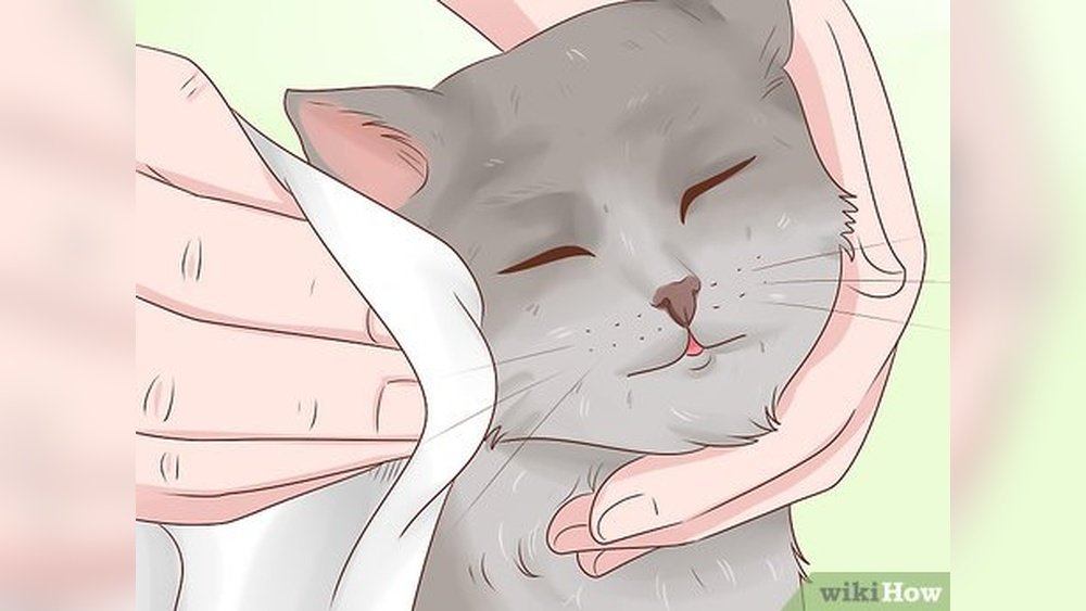 How to Clean Cat Fur Without Water