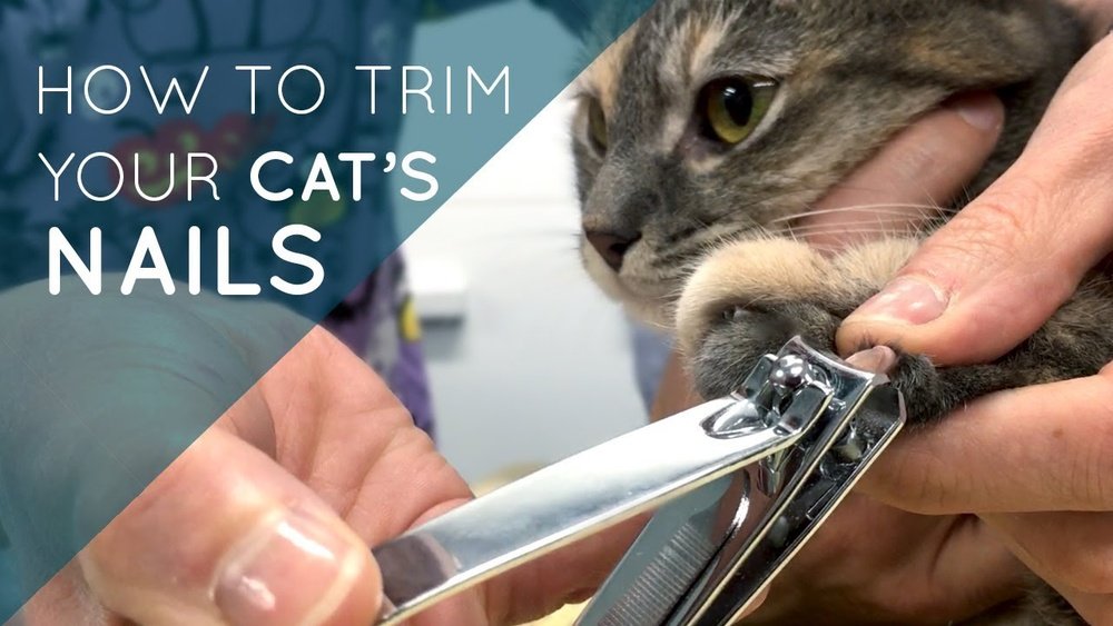 How to Cut Cat Nails Without Clippers: Safe Methods