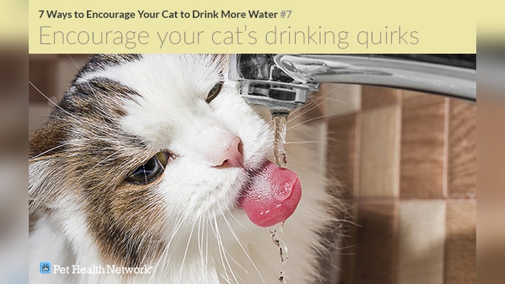 How to Get a Kitten to Drink More Water