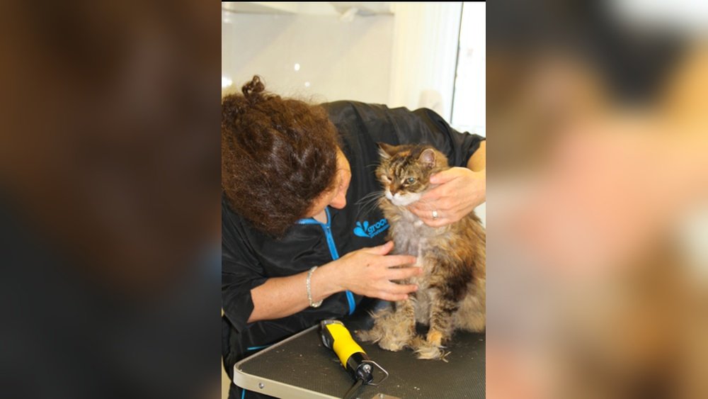 How to Groom an Aggressive Cat: Safe Grooming