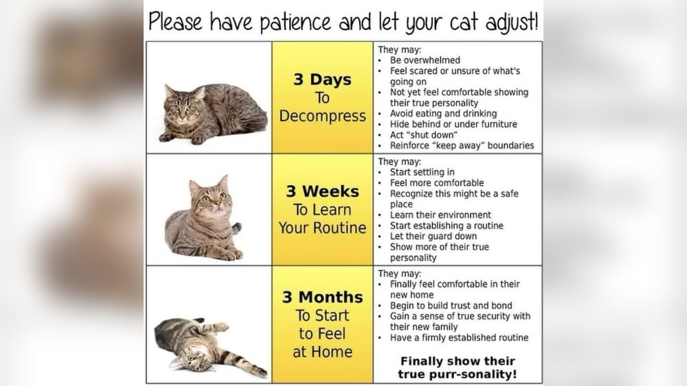 How to Help a Scared Kitten Adjust to a New Home