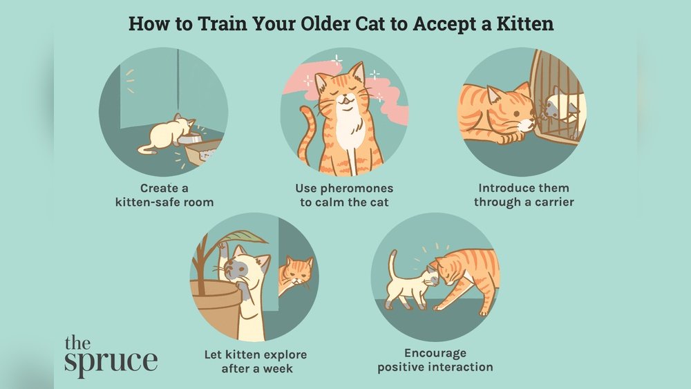 How to Introduce a New Kitten to an Older Cat