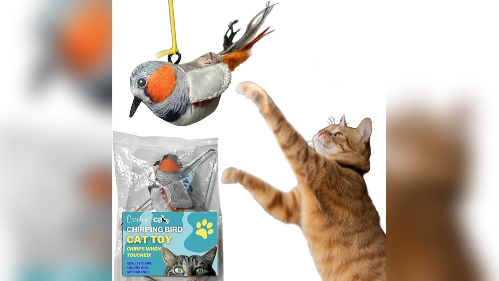 How to Keep a Bored Indoor Cat Entertained