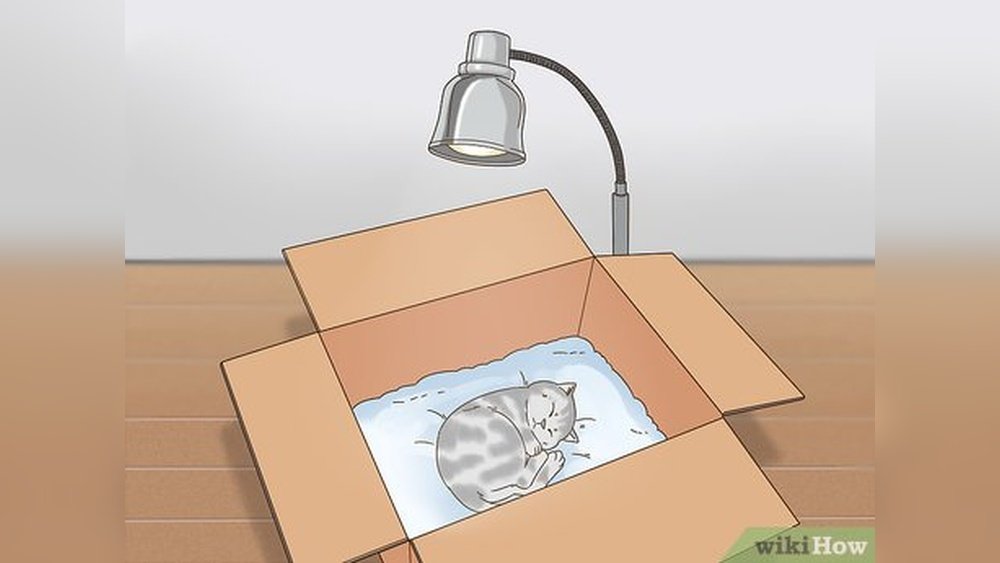 How to Keep a Kitten Warm Without a Heating Pad