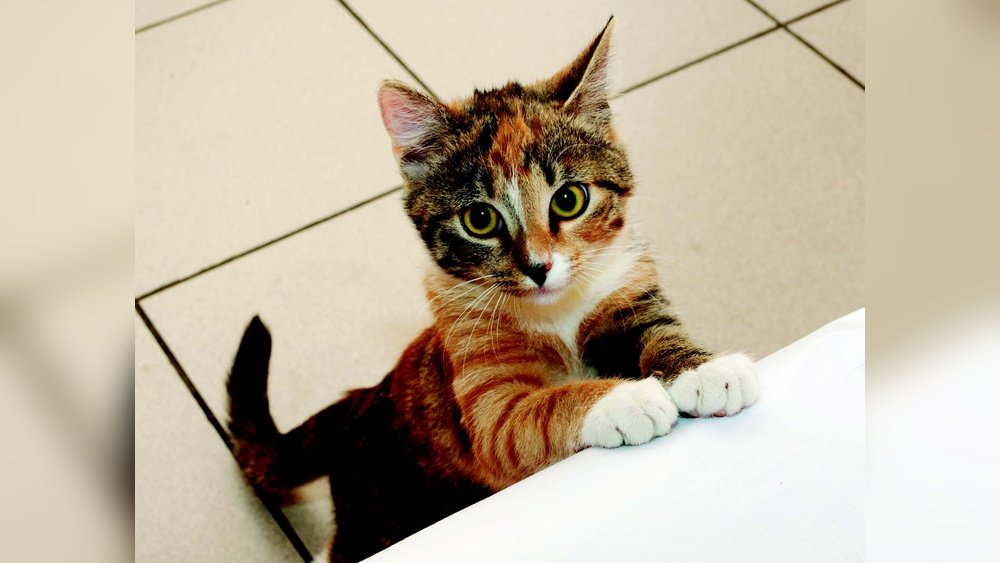How to Stop a Cat from Begging for Food