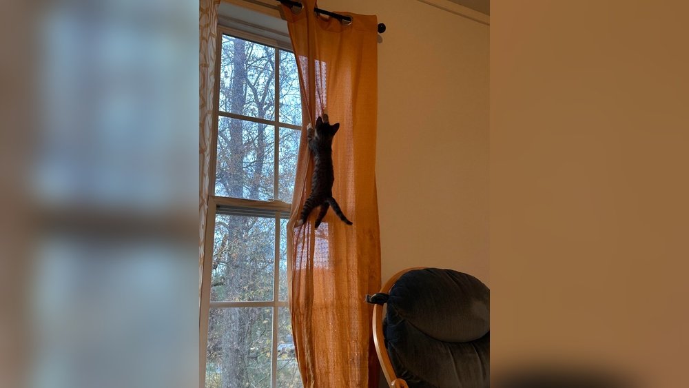 How to Stop a Cat from Climbing Curtains