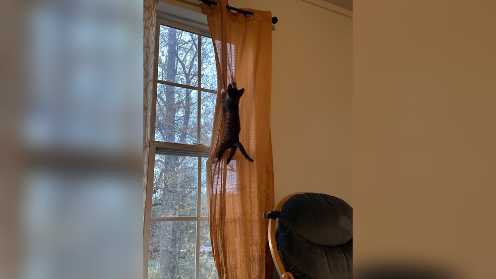How to Stop a Kitten from Climbing Curtains