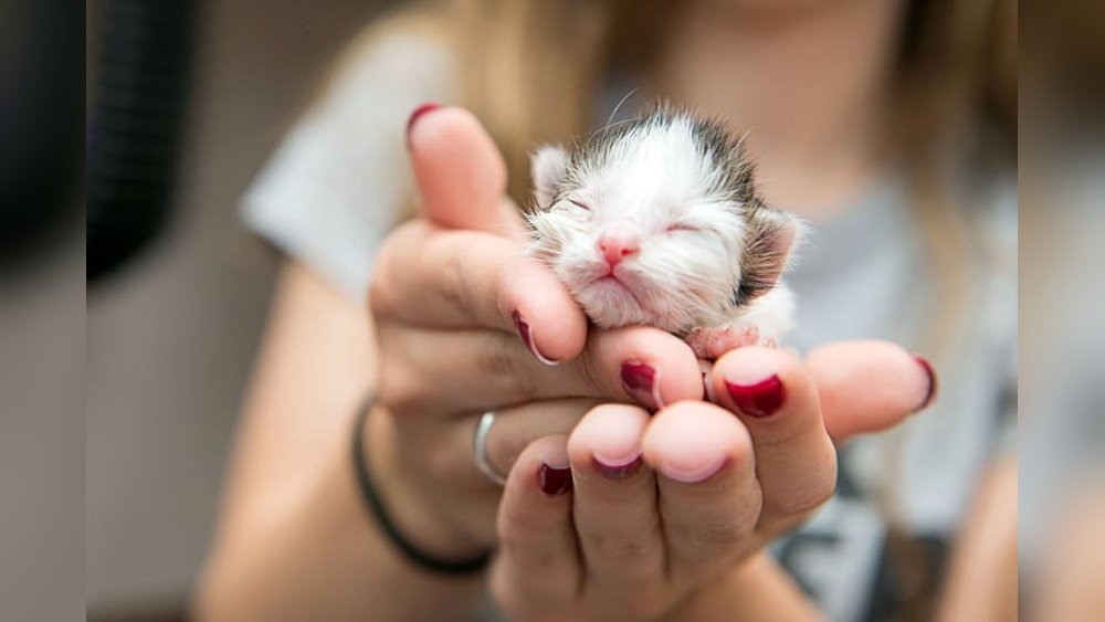 How to Take Care of a Newborn Kitten Without a Mother