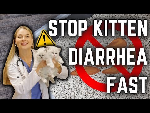 How To Stop Kitten Diarrhea Fast