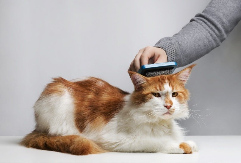 How To Groom A Maine Coon Cat