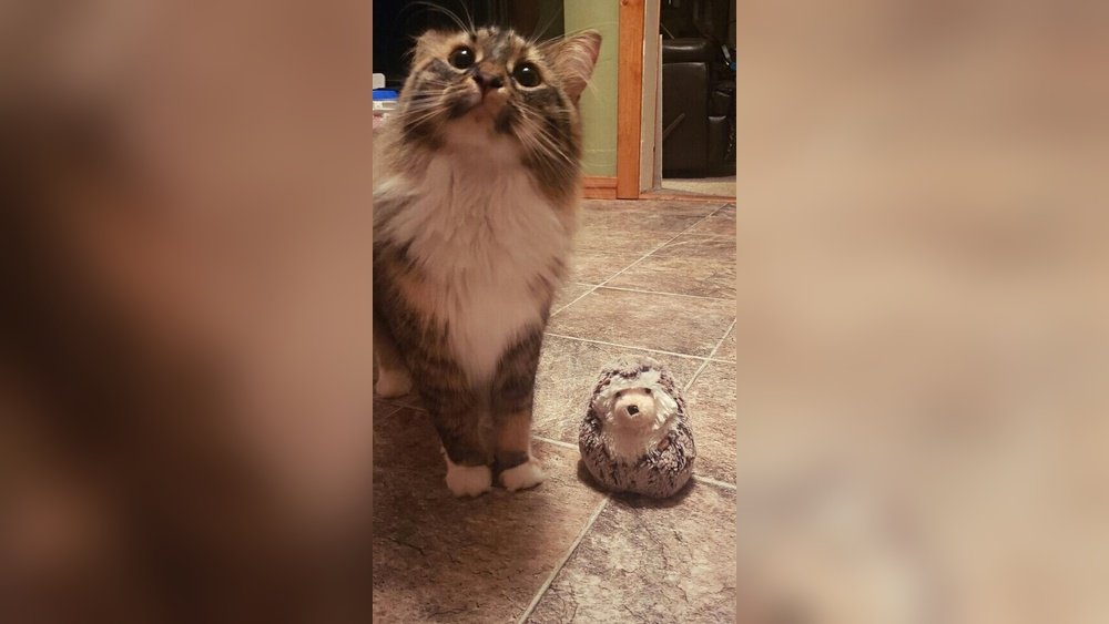 Why Does My Cat Bring Me Toys: Surprising Reasons Revealed