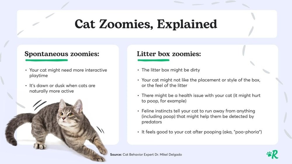 Why Does My Cat Meow After Using the Litter Box