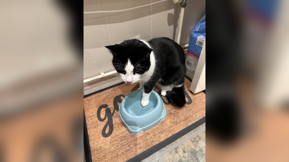 Why Does My Cat Paw at the Water Bowl