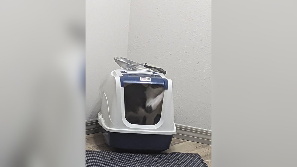 Why Does My Cat Scratch the Litter Box Walls: Surprising Reasons Revealed