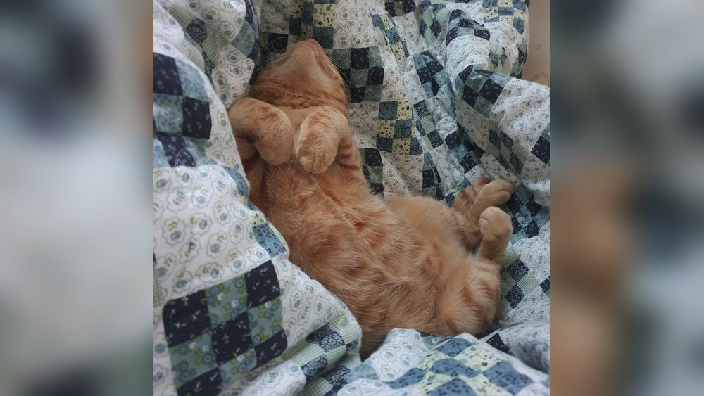 Why Does My Cat Sleep between My Legs