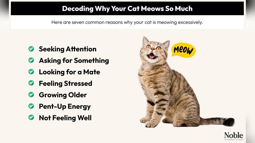Why is My Cat Meowing So Much Suddenly