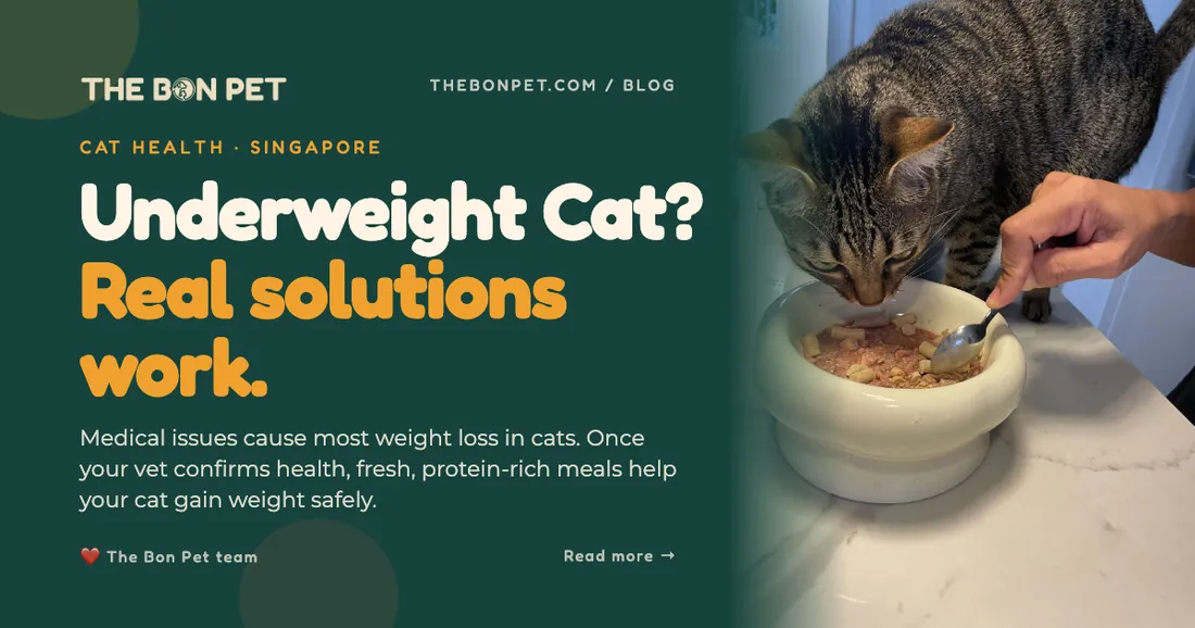 Cat on a kitchen scale beside measured dry food for weight control