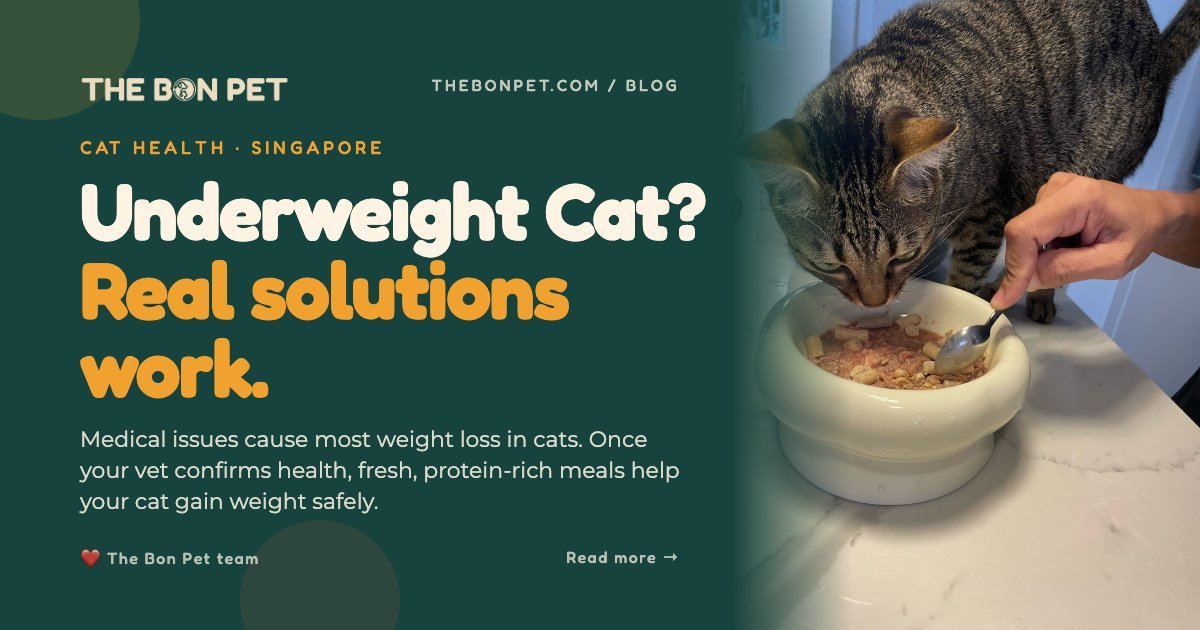 Cat Gaining Weight: Common Causes and Solutions