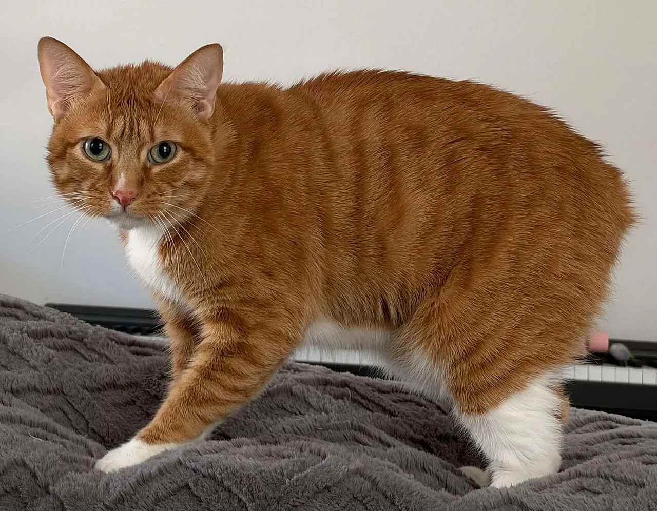 Veterinarian examining a senior ginger cat on an exam table